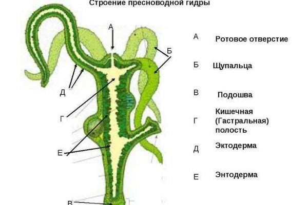 Kraken onion ссылка